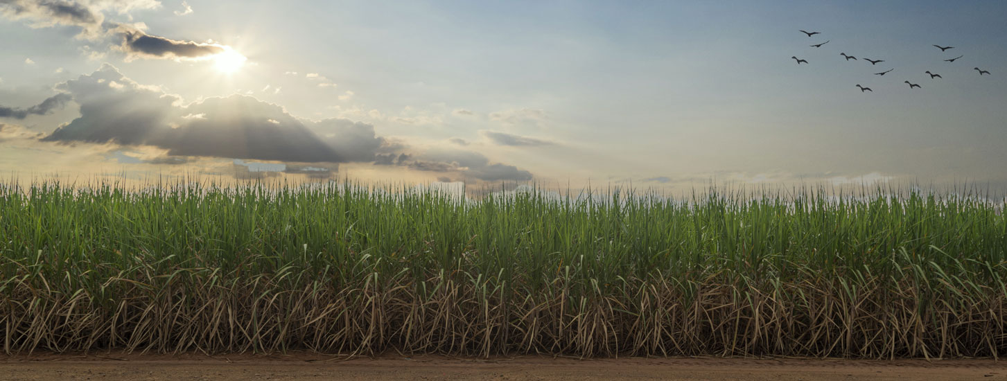 top-products-sugarcane