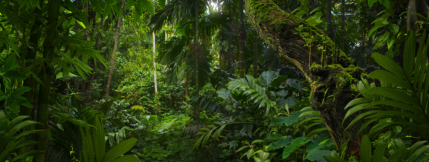 Tropical jungles of Southeast Asia in august