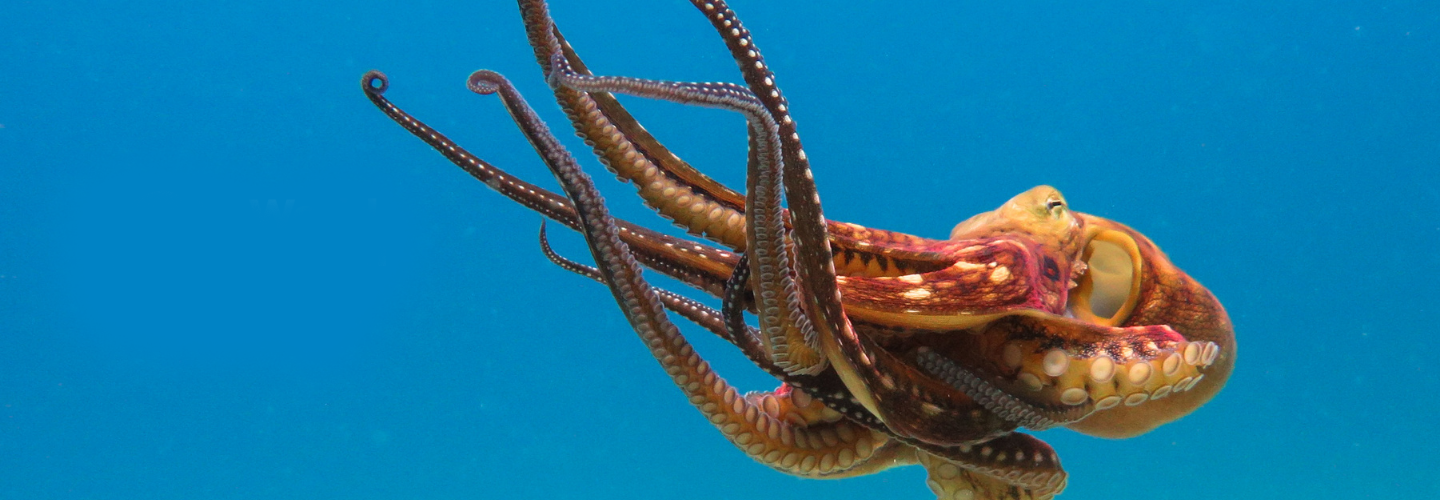 World Ocean Day_Banner